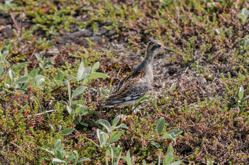 Immature Red-necked Phalarope (Phalaropus lobatus) in Barents Sea coastal area, Russia