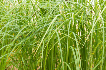 green, fresh natural plants grass with raindrops on the background of a natural pond