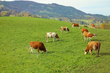 Naklejka na ściany i meble Group cow is eatting grass in farm at swiss