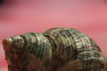 Seashell closeup with blurred light red background