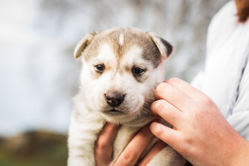 Close up portrait of a small yellow husky puppy. A person holds a small puppy in the hands.  sleepy husky puppy. image for veterinary clinics, sites about dogs