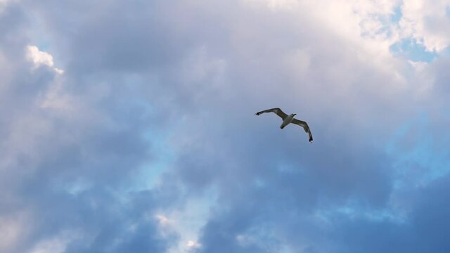 A seagull slowly hovers in the dark blue sky before the rain. Ecology and the surrounding world.