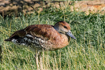 West Indian Whistling Duck (Dendrocygna arborea) in park