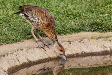 West Indian Whistling Duck (Dendrocygna arborea) in park
