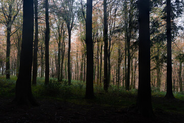 autumn fall woodland Cornwall England uk idless