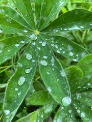 Fototapeta premium water drops on green leaf