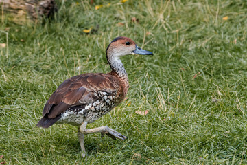 West Indian Whistling Duck (Dendrocygna arborea) in park