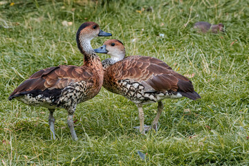 West Indian Whistling Duck (Dendrocygna arborea) in park