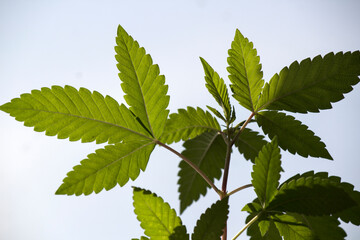 Cannabis plant close up photo. Green leaves texture. Blurry background, selective focus. Alternative medicine concept. 