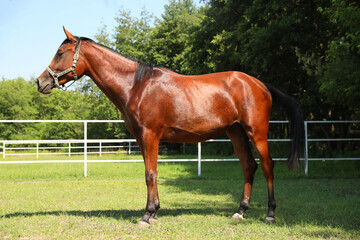 Obraz premium Bay horse in paddock on sunny day. Beautiful pet