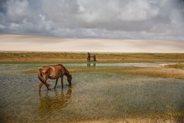 horse in the field