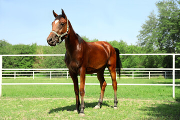 Obraz premium Bay horse in paddock on sunny day. Beautiful pet