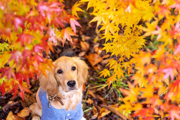 もみじ湖／ゴールデンレトニエル