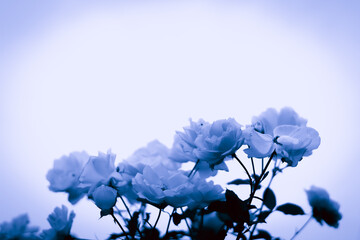 薔薇　モノトーン