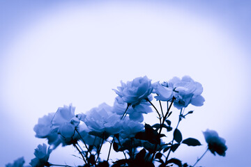 薔薇　モノトーン