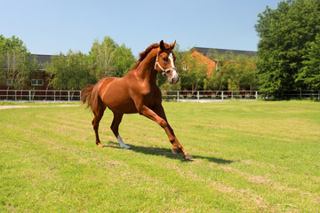 Chestnut horse in paddock on sunny day. Beautiful pet