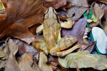 Zoology, Spring Frog