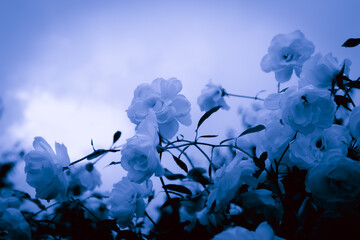 薔薇　モノトーン
