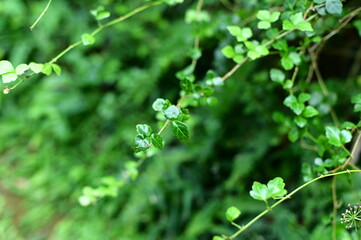 Focus on the foreground leaves against the blurred background.