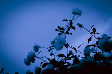 薔薇　モノトーン