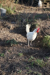 Leghorn Huhn
