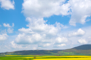 oilseed rape, yellow fields cultivated with this energy plant.