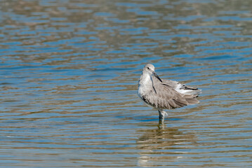 Willet (Catoptrophorus semipalmatus) in Malibu Lagoon, California, USA