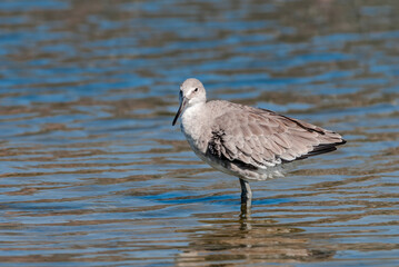 Willet (Catoptrophorus semipalmatus) in Malibu Lagoon, California, USA