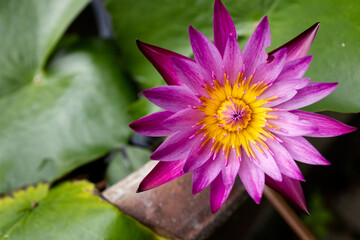 close up of top view of pink lotus