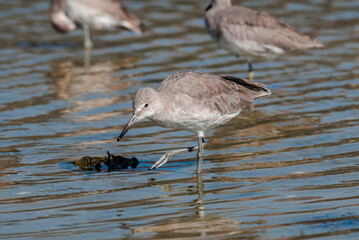 Willet (Catoptrophorus semipalmatus) in Malibu Lagoon, California, USA