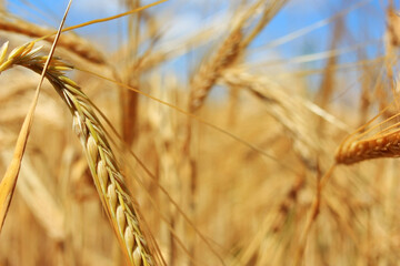Golden ears of wheat in a field