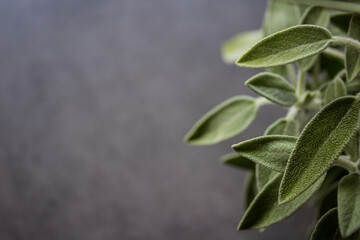 Salvia officinalis on blurry background with copy space. Sage leaves close up photo. Healing herbs. 