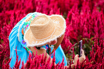 A visitor taking a picture of the lovely red Celosia flower at I love flower Farms in chiangmai thailand.