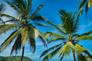 Fototapeta na wymiar Kokospalmen am blauen Himmel am karibischen Meer, Postermotiv, Traumorte