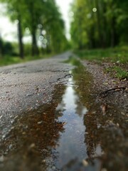 Fototapeta premium the road in the forest