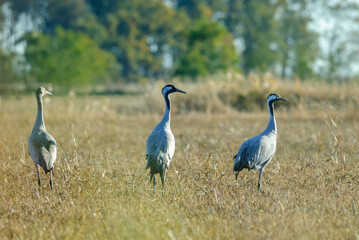Obraz na płótnie Canvas Common Cranes (Grus grus) in Hortobagy National Park, Hungary