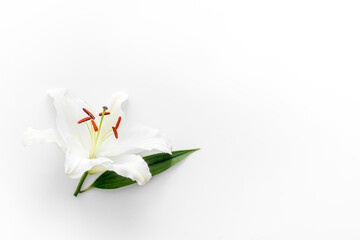 Condolence card with white flowers lily. Funeral symbol