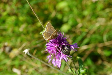 Macro photography of female polyommatus coridon (chalkhill blue butterfly) on pink thistle flower 