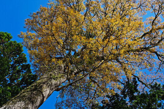 Mahogany (Swietenia macrophylla) in tropical rainforest, Rio, Brazil 