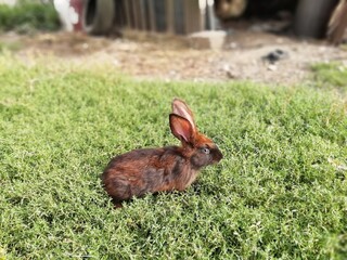 rabbit in the grass