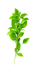 leaf  fresh basil isolated on white background ,Green leaves pattern