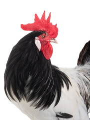portrait black and white rooster isolated on white background