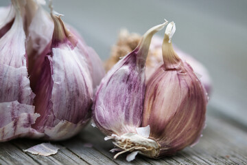 Raw,aromatic, purple pink garlic cloves and bulbs detailed close up on a gray wooden surface with blurred background