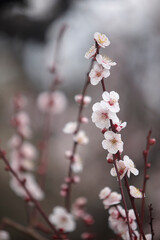 大阪城公園の梅林