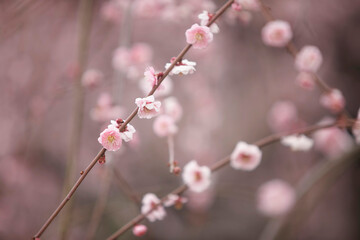 大阪城公園の梅林
