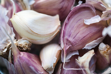 Raw,aromatic, purple pink garlic cloves and bulbs detailed close up on a gray wooden surface with blurred background
