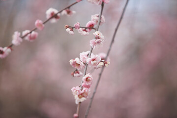 大阪城公園の梅林