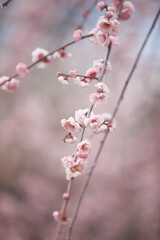 大阪城公園の梅林