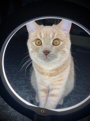 portrait of a cat