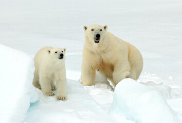 Obraz na płótnie Canvas Polar Bear, Ursus maritimus